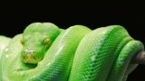 Python Development Essentials | Udemy Coupons [year]